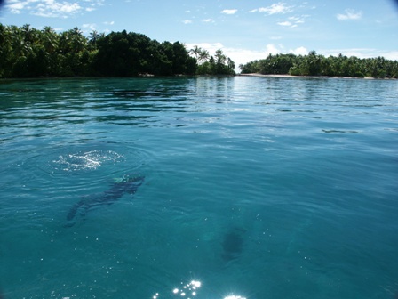Dive Marshall Islands Photo Image 17